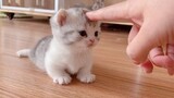 Baby Cats - Cute and Funny Cat Videos _ Cute Cats