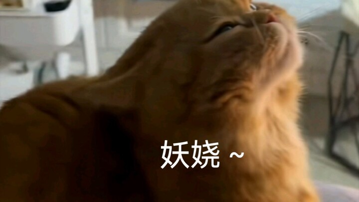 ของเล่นแมวปลอมสุดเซ็กซี่