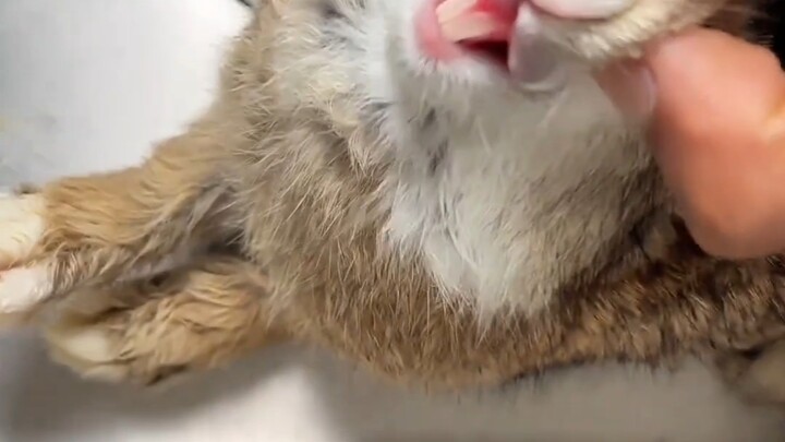 I just want to eat the cute bunny