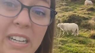 Hóa ra lúc mới sinh, cừu đều có đuôi dài, chỉ là sau này bị cắt đuôi mà thôi