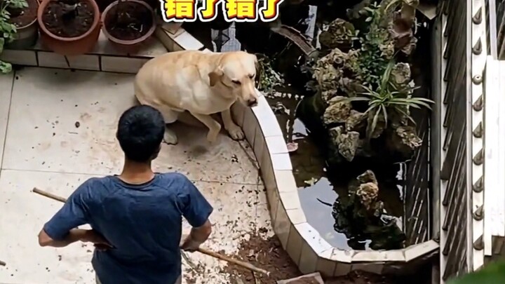 “Oh, little dog here is about to get another lecture!”