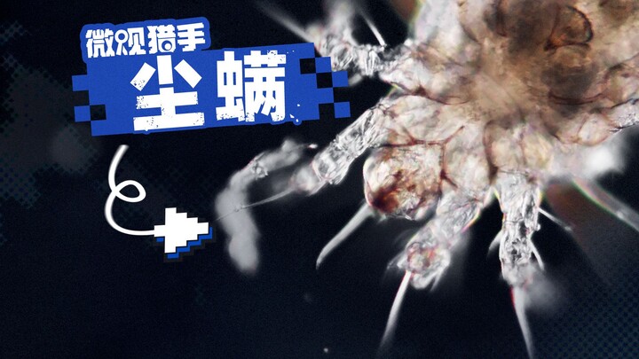 1张床上600万只？显微镜下的尘螨长啥样？