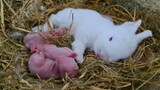 Cho Thỏ Mẹ Nuôi Con Của Đàn Khác - Tôi Lại Cưu Mang Thêm 5 Chú Thỏ Con / Quế Nghịch