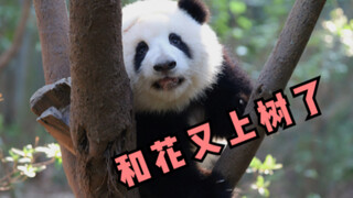 【大熊猫和花】花花终于又上树了，这次我们是自己上去的