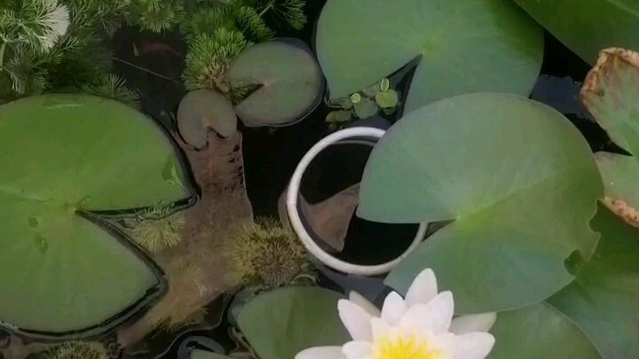 Aquatic 's life