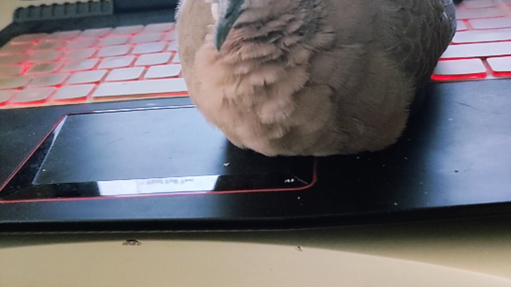 Going home to pet pigeons