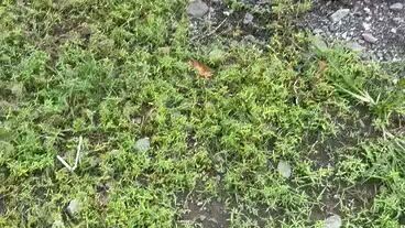 sarado 6 months gold😀