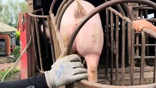 เจ้าหญิงเชิญขึ้นรถค่ะ