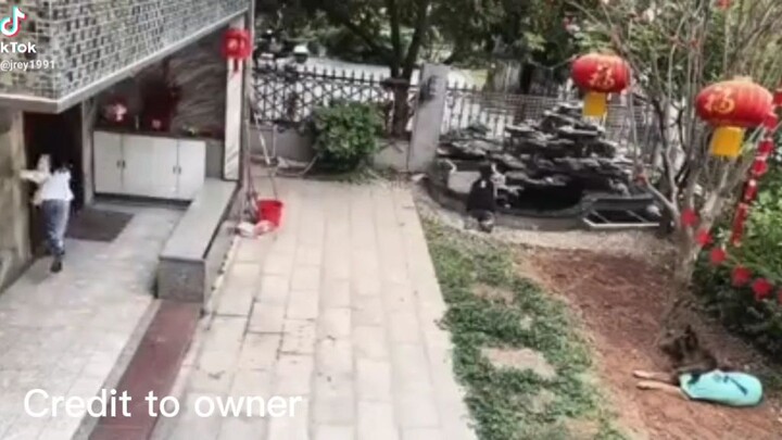 dog lover must watch this 😁