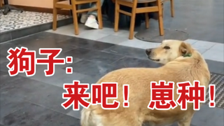 [Silly Observations] 03 Shugou: Look me straight in the eye, you little brat!