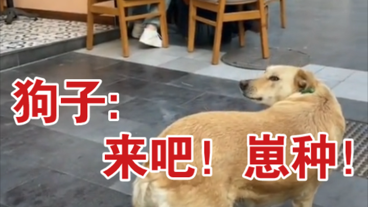 [沙雕观察]03 修勾:直视我，崽种！