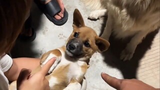 [Animal Dubbing] Raising eyebrows and facing the three-husband finger