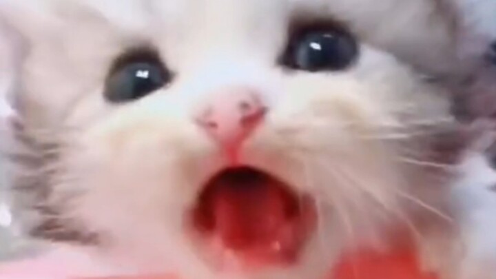 So Cute It’s Hilarious!