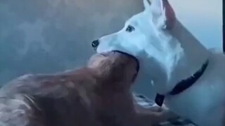 Bukan Tanpa Alasan Kucing Membenci Anjing!