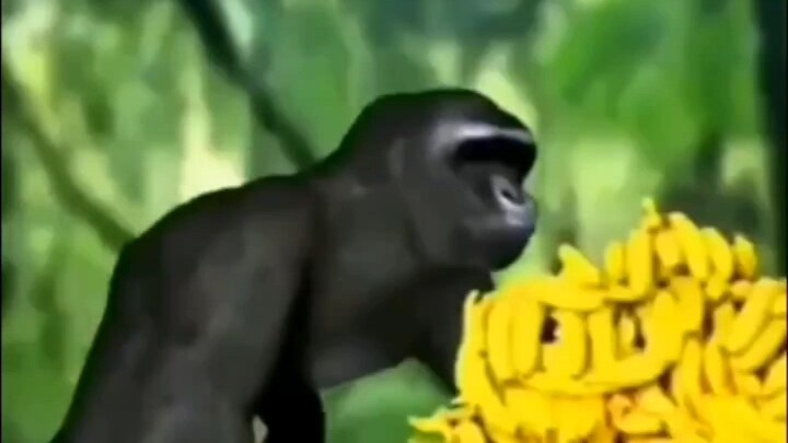 Gorilla 🦍🦍🦍 Transformation