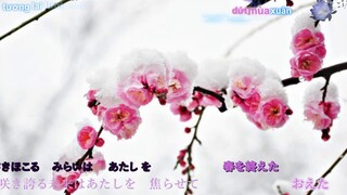 sakura