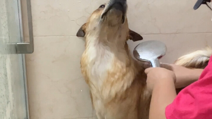 Old Dog Renovation