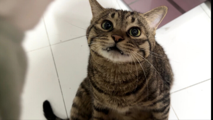 Orang tua dari kampung bawa seekor ikan untuk si kucing, dan si kucing langsung gelisah sambil mende