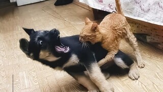 ต้องการอะไรตลกและทำให้คุณหัวเราะ ดูวิดีโอ Cat and Dog สุดน่ารัก!! มส์แมวตลก