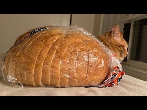 😂 Funniest Cats and Dogs Videos 😺🐶 || 🥰😹 Hilarious Animal Compilation №135