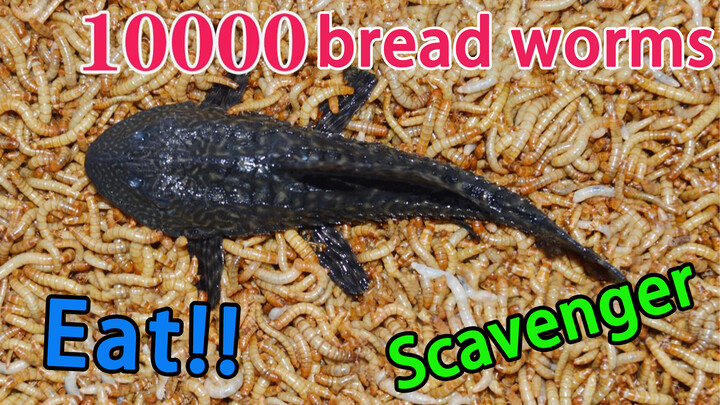 จะเกิดอะไรขึ้น เมื่อจับปลาซักเกอร์ที่หิวโหยใส่ไปในกองหนอนนกหมื่นตัว