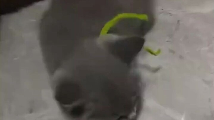 Pria temukan kucing kecil mempertahankan makanannya, langsung memberinya tamparan untuk mengingatkan