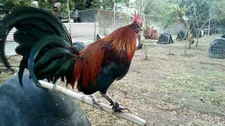 salibad black( leftout)broodcock