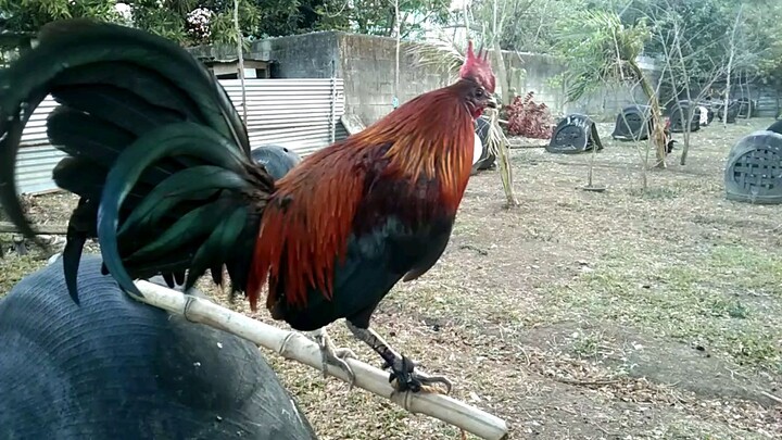salibad black( leftout)broodcock