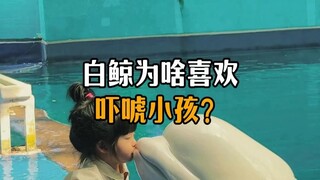 Why do beluga whales like to scare kids?