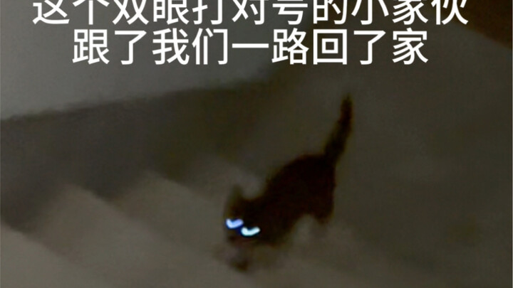 Merekam sesuatu yang sulit dijelaskan: Apakah kucing benar-benar punya reinkarnasi? Dia mengikuti ka