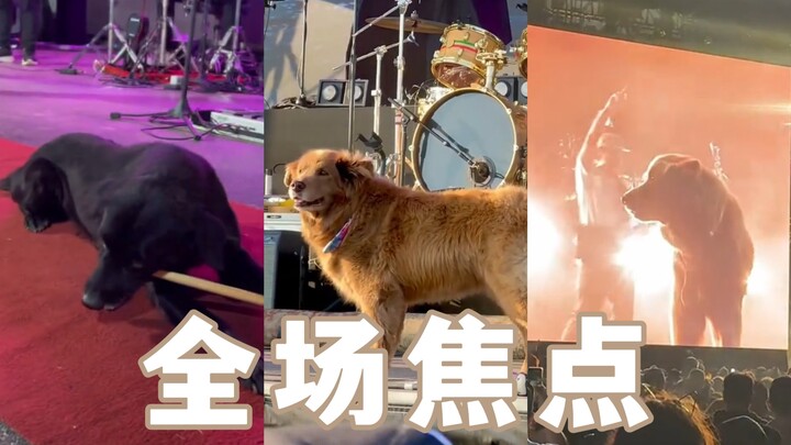 It’s already obvious who the star of this stage is.