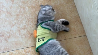 Whose kitten lies down every three steps?