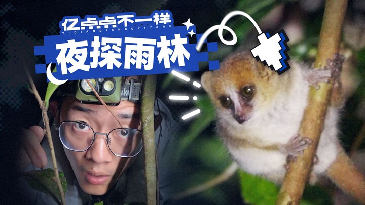 Live-Action Video | What’s in the Rainforest at Night?