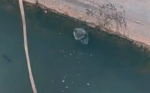 Con mèo này hiểu chuyện, nuôi được.