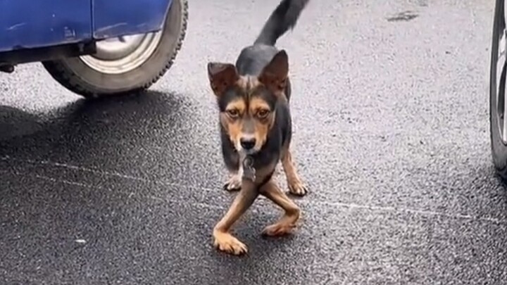 Who taught the puppy to walk like that~?