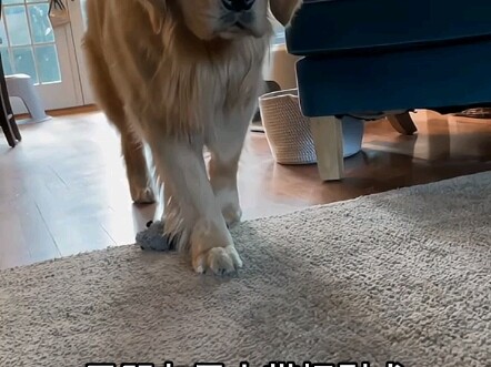 Comfort Dog: Who are you?