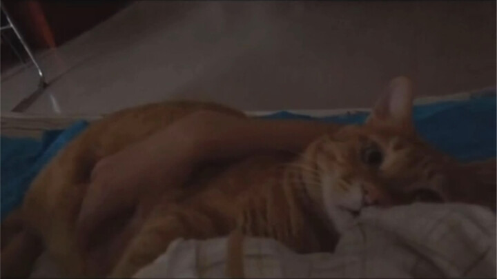 Seperti apa rasanya punya kucing kecil yang suka mengganggu! Rekaman siap pakai!!!