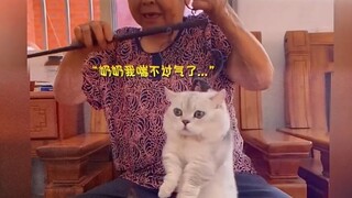 What lovely grandparents, they raise their furry kids as their grandchildren!