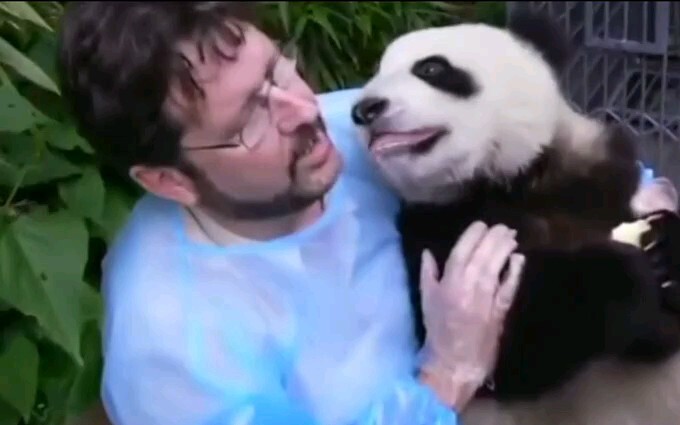 【Panda】Gun Gun is the same as always overseas. The caretakers don't really know what to do with him haha