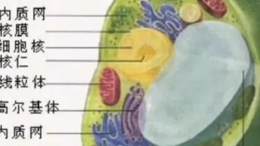 The biology teacher exclaimed, “A real expert!”