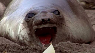 Wildboyz.S04E06.DVDRip.XviD-DIMENSION