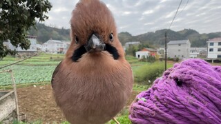 You're hiding food right under my nose—sure you think I didn't see it?