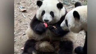 แพนด้ายักษ์ก็เข้าใจวิวัฒนาการเหมือนกัน ปฏิกิริยาของฮวาฮวาเมื่อถูกแย่งหน่อไม้! ที่แท้ฟังภาษาคนเข้าใจจ