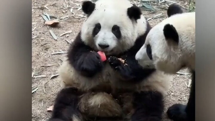 Panda raksasa memang paham evolusi—reaksi Hua Hua saat rebungnya diambil! Ternyata dia memang benar-