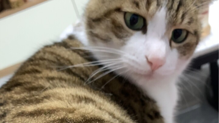 Don’t rush me, don’t rush me! Here comes the itchy cat! Even though it’s super itchy and really mad,