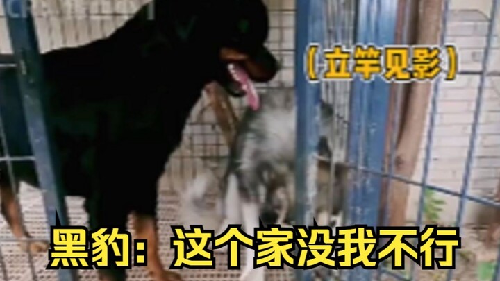 What? A dog is being unruly? Bring in Black Panther!