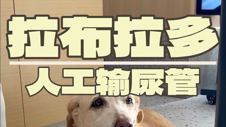 ครั้งนี้เป็นเคสแรกในจังหวัด! ลูกสุนัขลาบราดอร์อายุ 12 ปีมาตรวจเพราะไตวาย ตอนนี้อาการทรงตัวและได้รับอ