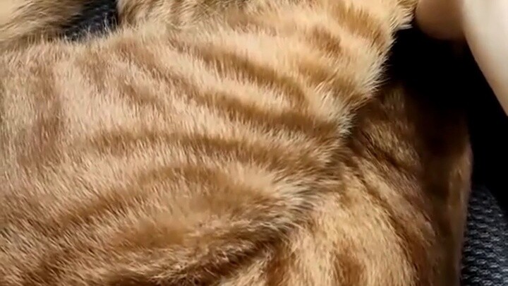 What will happen if a cat grabs its legs while it is licking its fur?