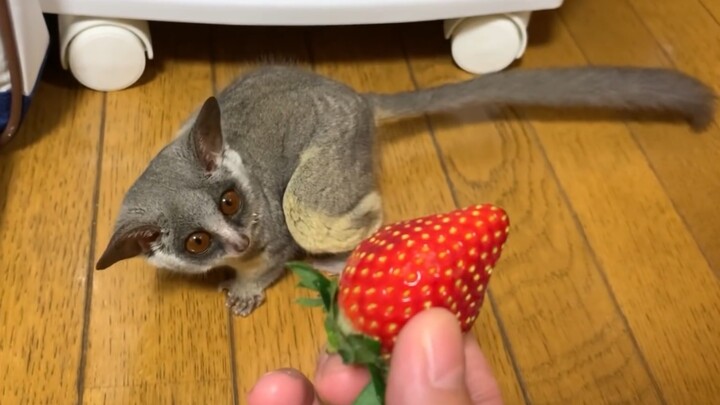 I have a baby monkey at home.