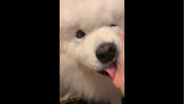 كلب مضخم الصوت | من يفهم هذا الشعور، لطيف لدرجة أنك تشعر برغبة في التنمر عليه! أخبرني أنني لست وحدي!